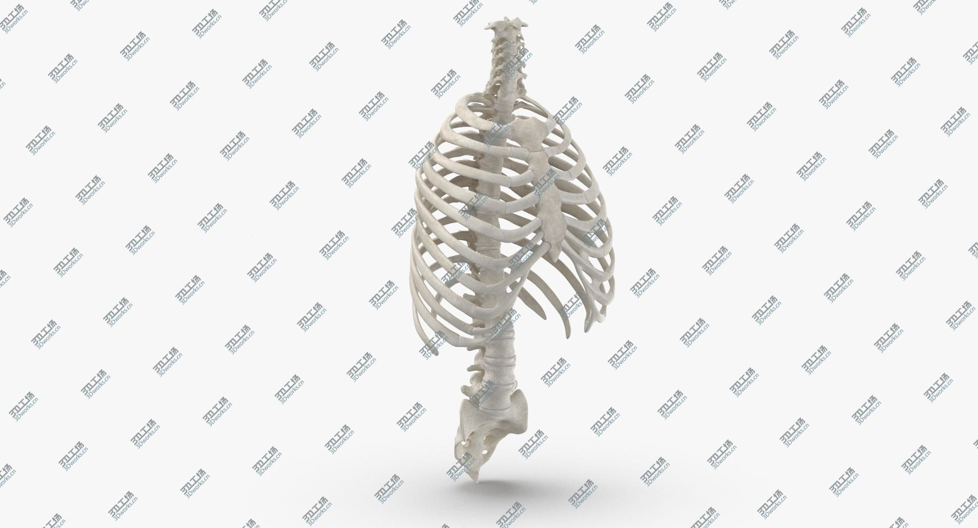 images/goods_img/202104094/3D Real Human Rib Thoracic Cage and Spine Bones Anatomy White 01/3.jpg